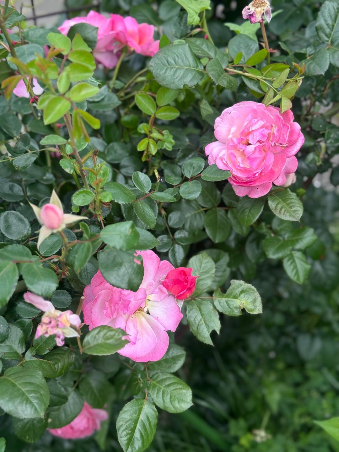 カバー画像
